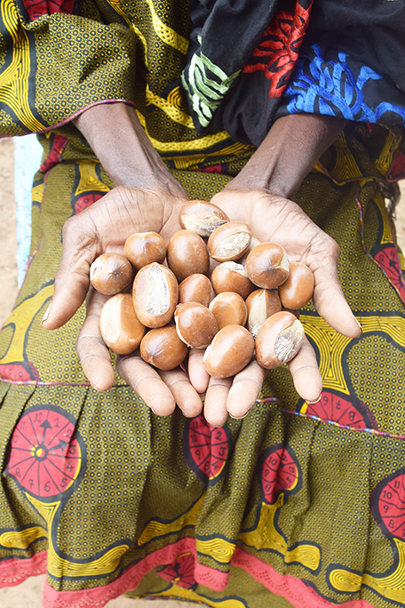 GlowUp - Organic Shea Butter